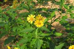 Verbesina encelioides